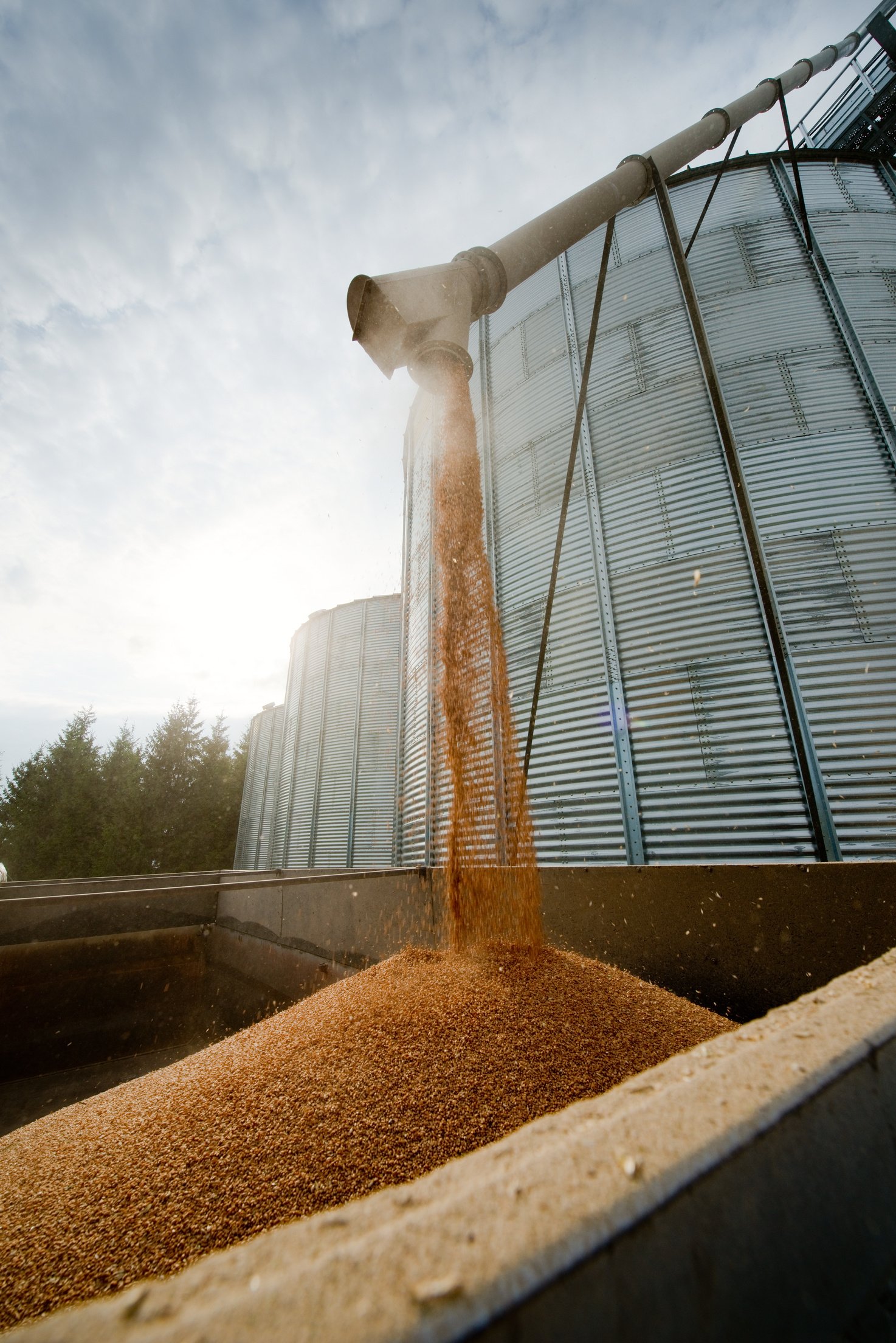 Grain loading in to the truck.