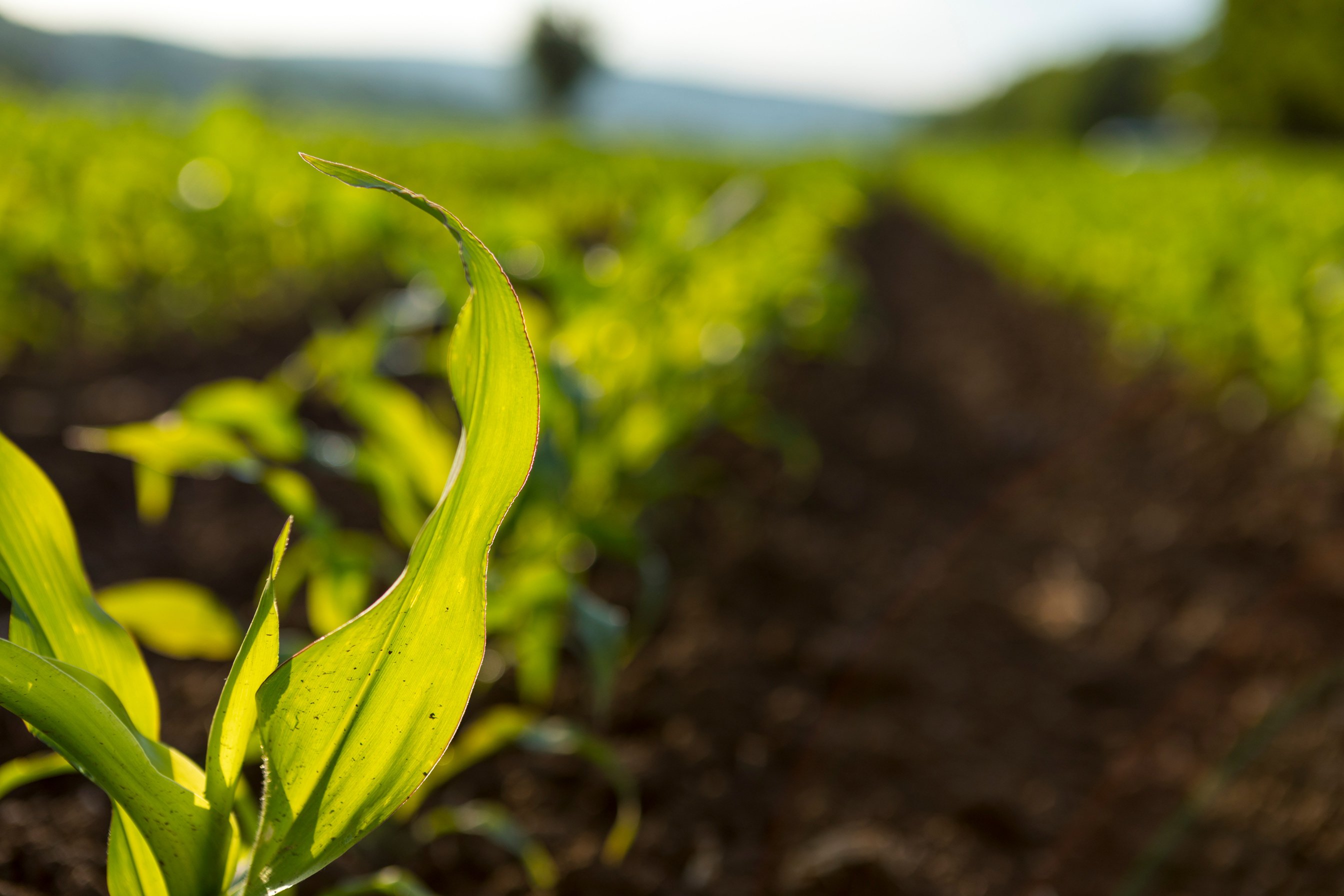 Corn Agriculture